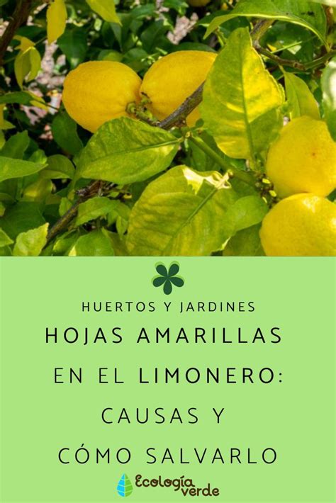 hojas amarillas del limonero|Hojas amarillas en el limonero: razones y solución efectiva